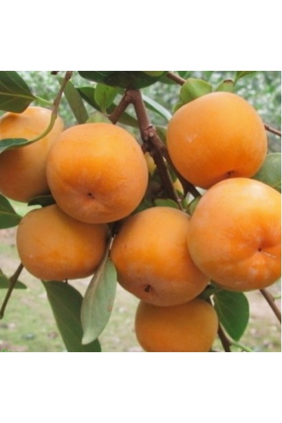 хурма східна